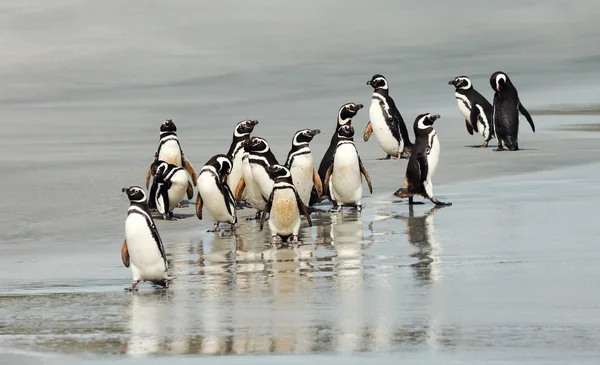 Groupe de manchots de Magellan sur le rivage de l'océan — Photo