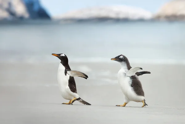 Gentoo пінгвін курячих карбування своїх батьків, щоб годувати — стокове фото