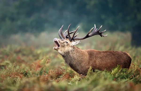 Sonbaharda rutting sezonunda kırmızı geyik geyik arama — Stok fotoğraf