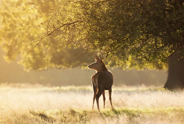 Jong Rood hert staat onder de boom bij zonsopgang — Stockfoto