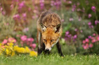 Bahçede çiçeklerle kırmızı tilki