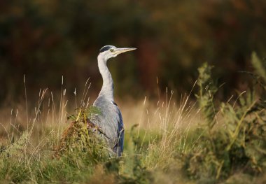 Sulak alanlarda gri bir zon yakın çekim