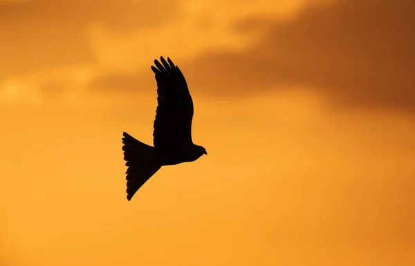 Silhouette di un aquilone rosso in volo — Foto Stock