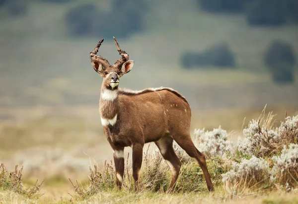 Close up of a Mountain Nyala standing in the grass — Stock Photo, Image