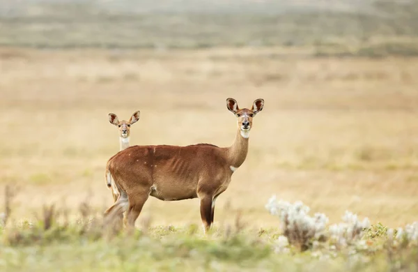 Närbild av ett kvinnligt berg Nyala med en juvenil — Stockfoto