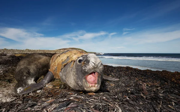 海岸上一只雄性象海豹的特写 — 图库照片