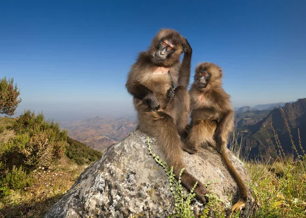 Baby Gelada Affen sitzen auf einem Felsen — Stockfoto