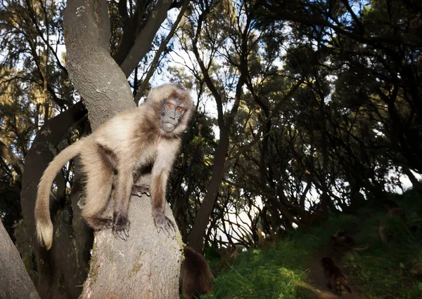 Close up de um bebê Macaco Gelada em uma árvore — Fotografia de Stock