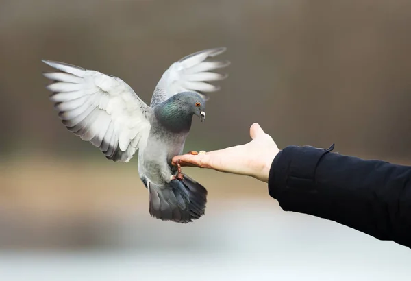 손에서 먹는 야생 비둘기 — 스톡 사진