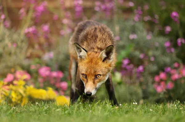 Κόκκινη αλεπού στον κήπο με λουλούδια — Φωτογραφία Αρχείου
