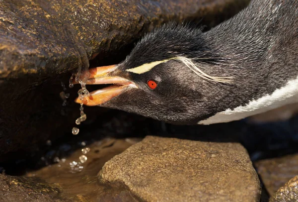 Pinguim-tremonha-do-sul a beber água de um riacho — Fotografia de Stock