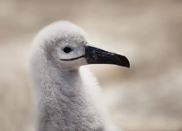 Close up de um preto-browed Albatross pinto — Fotografia de Stock