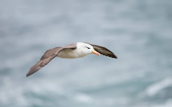 Primo piano di un Albatross con navigazione nera in volo — Foto Stock