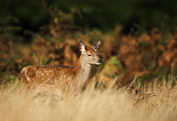 Gros plan d'un faon en jachère à l'automne — Photo