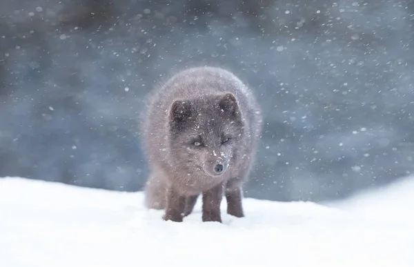 Primer plano de un zorro ártico en la nieve que cae —  Fotos de Stock