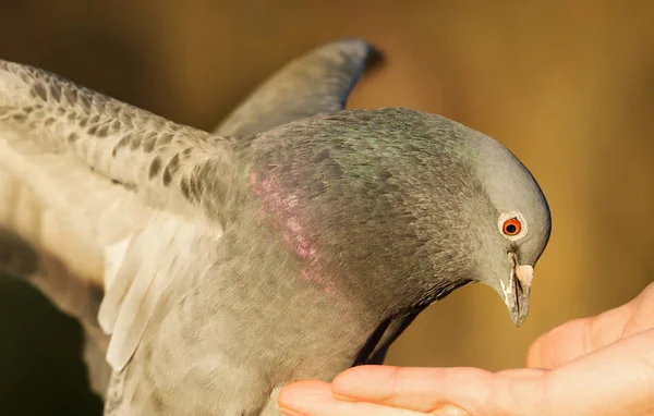 Close up of a Feral pigeon eating from hand — Stock Photo, Image