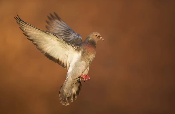 Nahaufnahme einer verwilderten Taube im Flug — Stockfoto