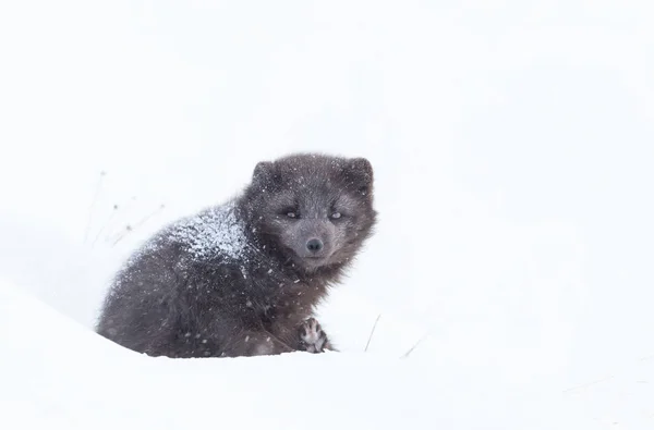 Raposa ártica deitada na neve no inverno — Fotografia de Stock