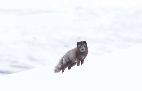 Nahaufnahme eines Polarfuchses im Winter — Stockfoto