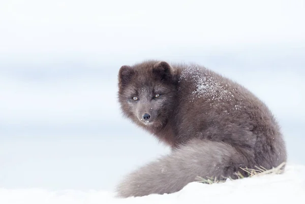 Κοντά σε μια Αρκτική αλεπού το χειμώνα — Φωτογραφία Αρχείου