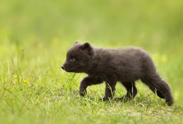 Nahaufnahme des arktischen Fuchsjungen auf der Wiese — Stockfoto