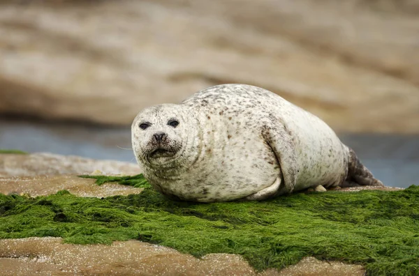 Nahaufnahme eines gemeinsamen Siegels — Stockfoto