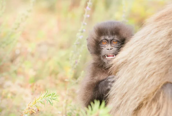 Affenbaby Gelada schaut neugierig von hinten auf seine Mutter — Stockfoto
