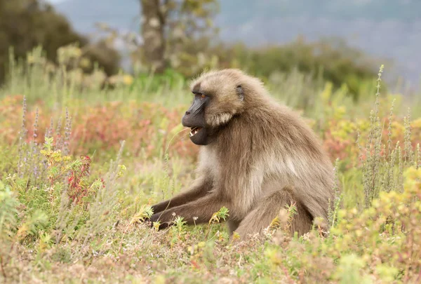 Крупным планом обезьяны-гелады, поедающей траву — стоковое фото