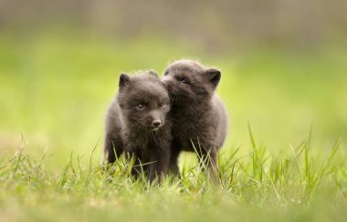 Bir çayırda oynayan Arctic Fox yavrularının yakın çekim