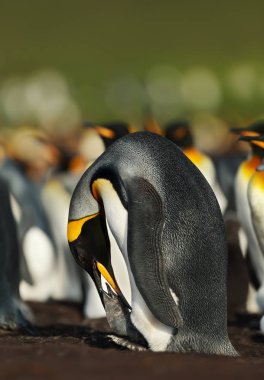 Bir civciv besleyen kral penguen