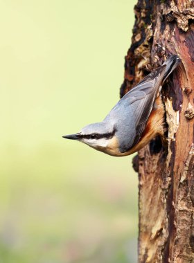 Eurasian nuthatch perched on a tree trunk clipart