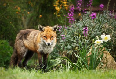 Çiçeklerle tarlada kırmızı tilki