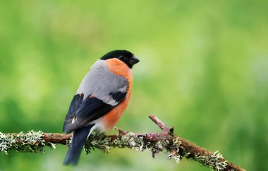 Yosunlu bir dal üzerine tünemiş Avrasya bullfinch