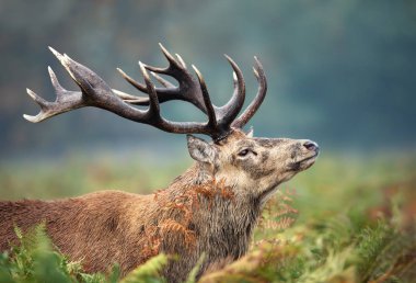 Güz mevsiminde azgın Kızıl geyik geyik