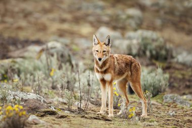 Close up of endangered Ethiopian wolf  clipart