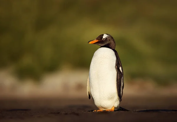 Пингвин Gentoo стоит на берегу океана — стоковое фото