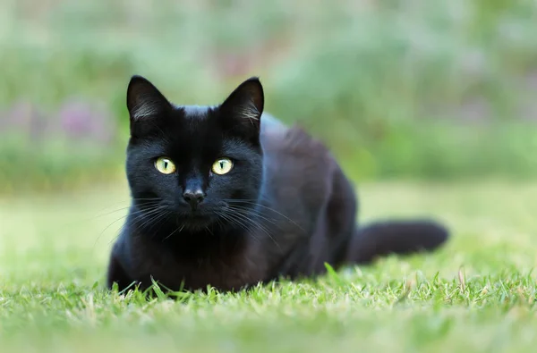 Acercamiento de un gato negro acostado sobre hierba en el jardín —  Fotos de Stock