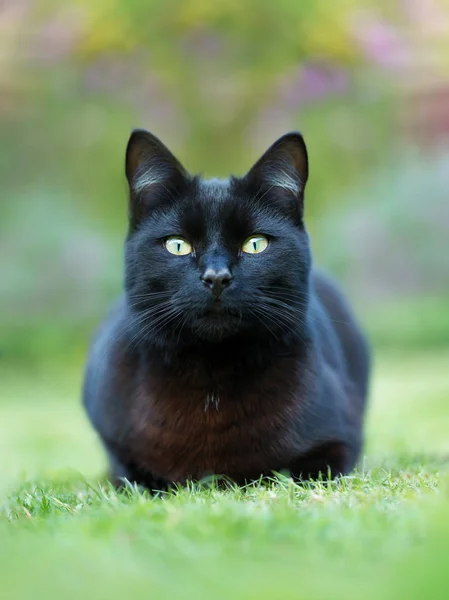 Close up de um gato preto deitado na grama no jardim — Fotografia de Stock