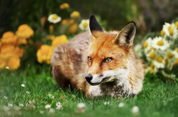 Acercamiento de un zorro rojo acostado en la hierba — Foto de Stock