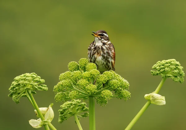 Blízko Redwing, které se usazují na květině — Stock fotografie