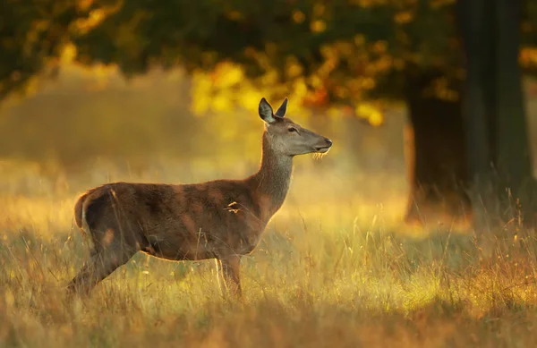 Red Deer Hind bij Sunrise — Stockfoto