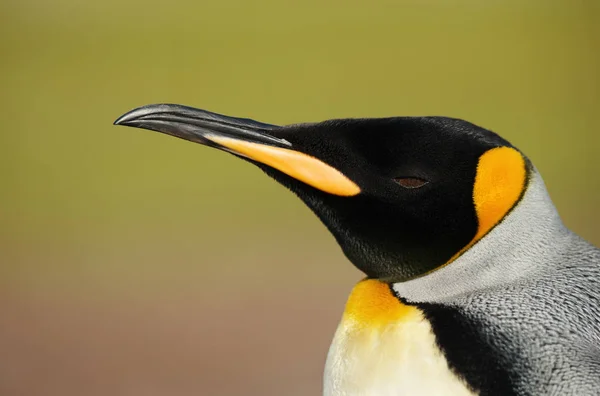 Primer plano de un pingüino rey sobre fondo verde —  Fotos de Stock
