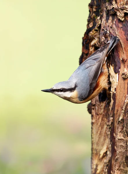 Eurasian nuthatch perched on a tree trunk — Stock Photo, Image