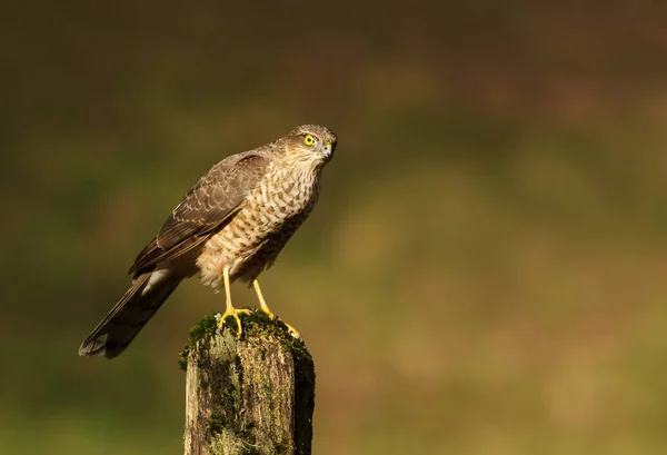 Eurasian Sparrowhawk perching on a wooden post — Stock Photo, Image
