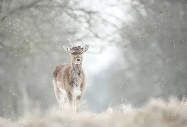 落ちる雪の中の少年の休み鹿 — ストック写真