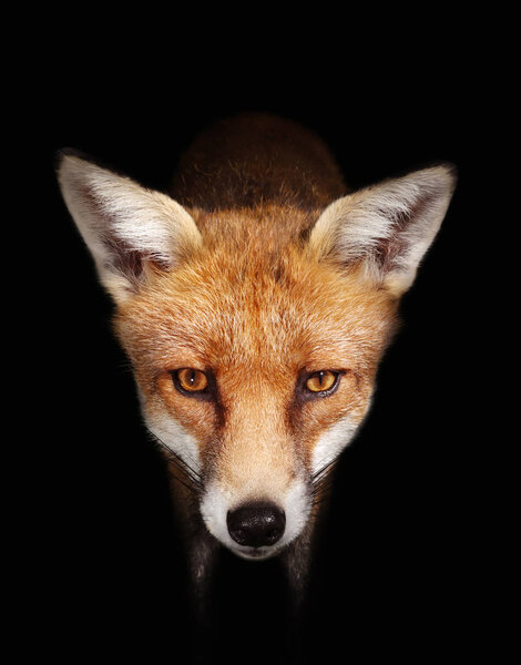 Close up of a Red fox against black background, England, UK.