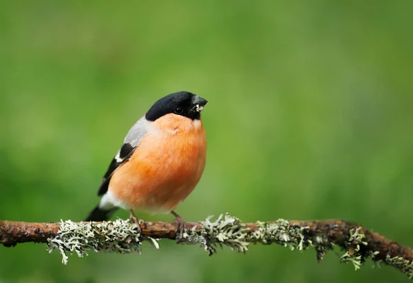Eurasian bullfinch perched on a mossy branch — Stock Photo, Image