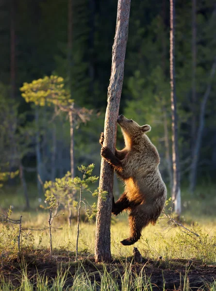 Uzavření eurasijské hnědé medvědí stromy — Stock fotografie