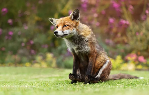 Närbild av en rödräv som sitter på gräs — Stockfoto