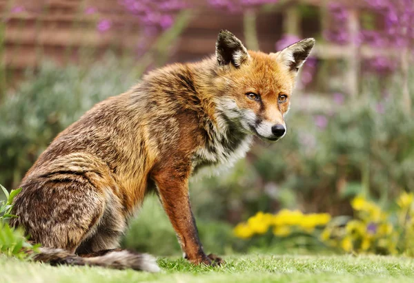 Κοντινό κομμάτι μιας κόκκινης αλεπούς στον κήπο — Φωτογραφία Αρχείου
